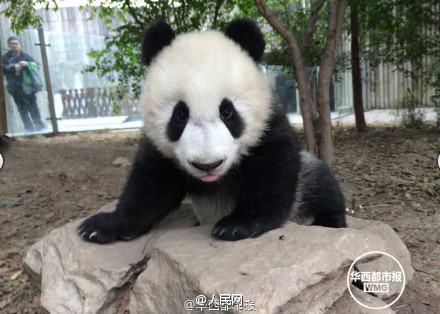 Did you ever see such a cute panda?