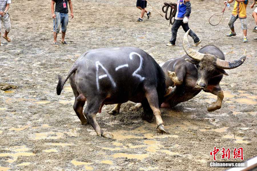 Crazy bullfighting in SW China