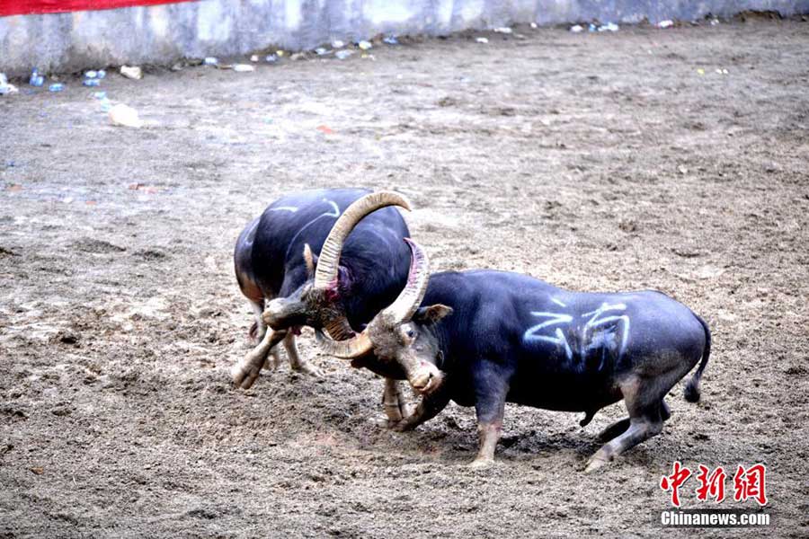 Crazy bullfighting in SW China