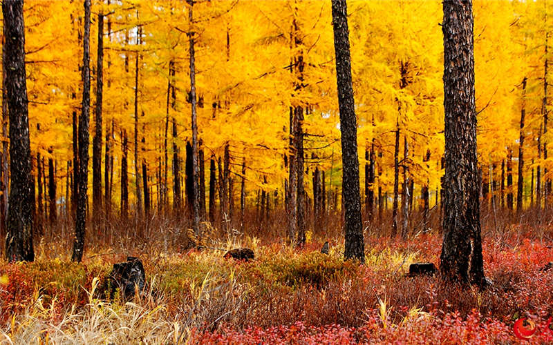 Autumn scenery of the coldest town in the Greater Khingan Mountains