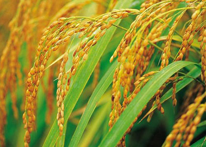 Chinese scientists isolate a new gene to increase the yield of super rice