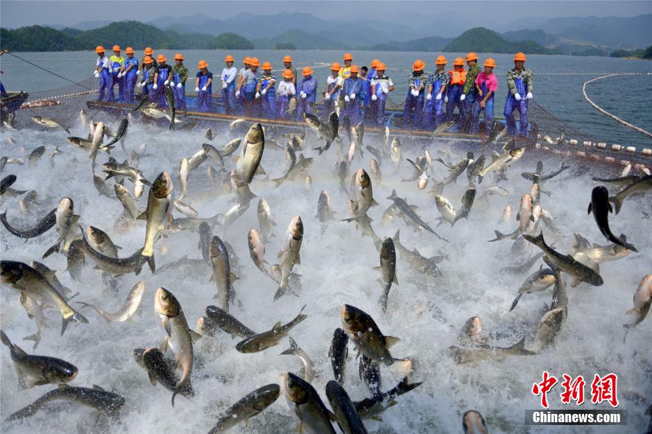 Fishermen catch fish with giant nets in Qiandao Lake