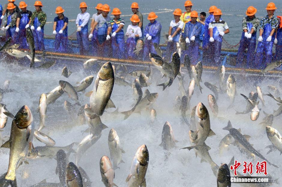 Fishermen catch fish with giant nets in Qiandao Lake - People's Daily Online