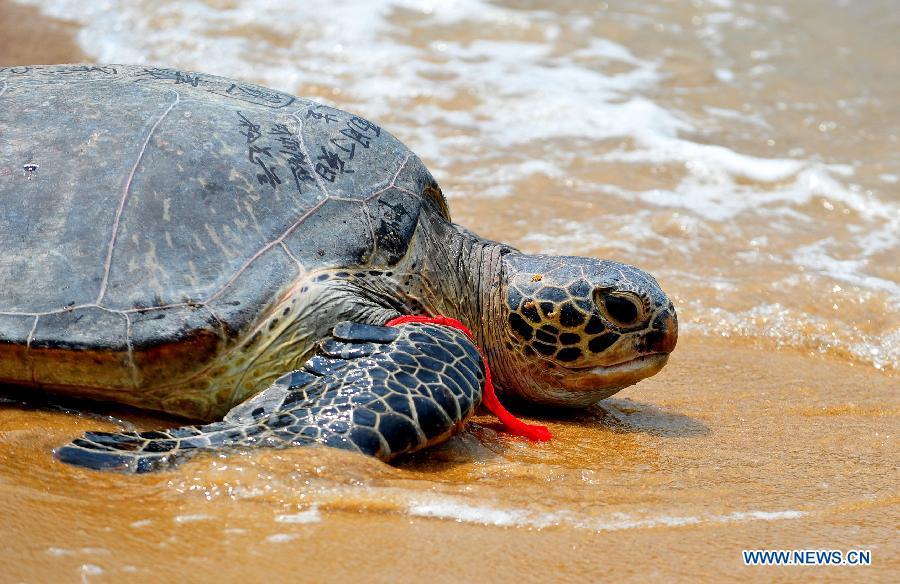 Accidentally-caught green turtle released to sea in Fujian