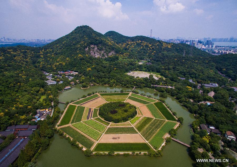 Ripe grains present riot of colors in eight diagrams field in China's Hangzhou