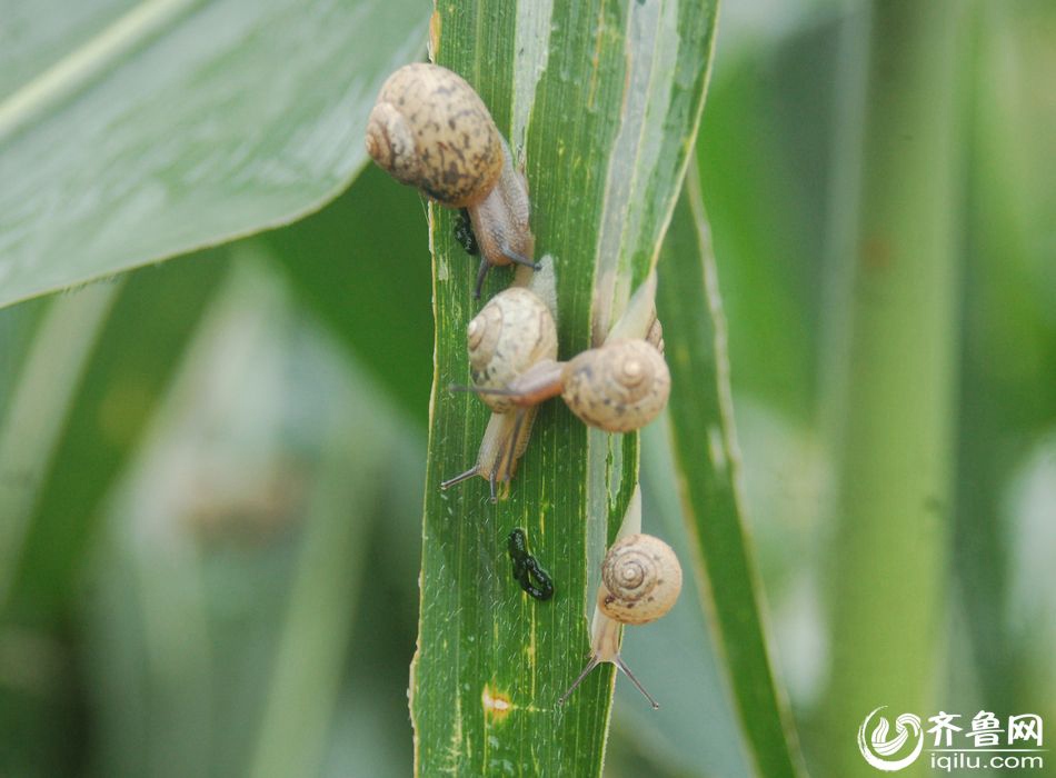Snail outbreak causes huge economic loss to farmers
