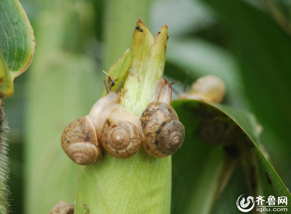 Snail outbreak causes huge economic loss to farmers