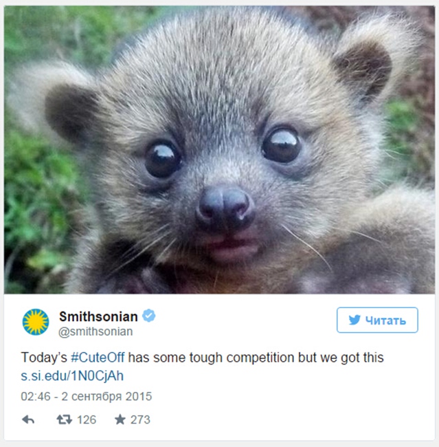 Forget selfies, now 'Cute Off' pics hit Internet