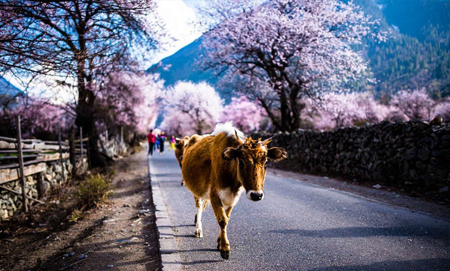 The sacred beauty of Tibet