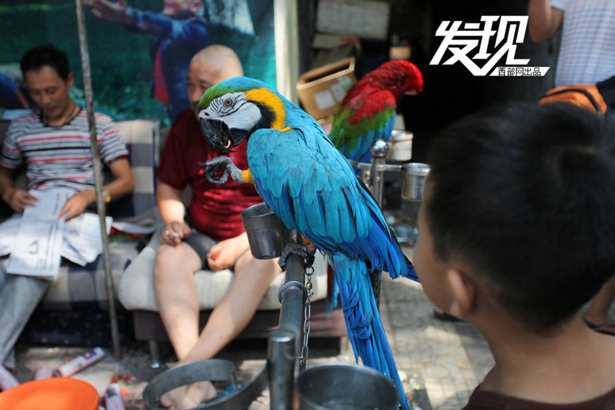 Bird market hidden in Xi’an ancient street