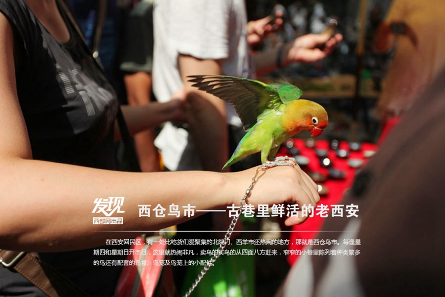 Bird market hidden in Xi’an ancient street