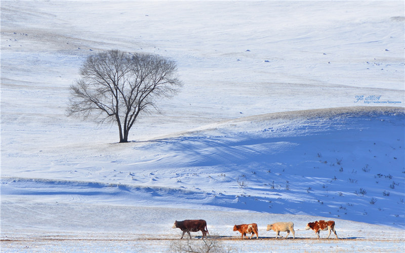 Wild creatures in the world of snow and ice