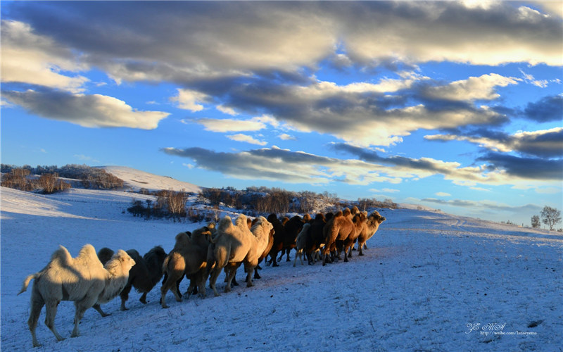 Wild creatures in the world of snow and ice