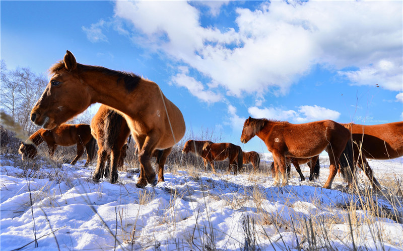 Wild creatures in the world of snow and ice