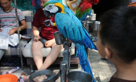 Bird market hidden in Xi’an ancient street