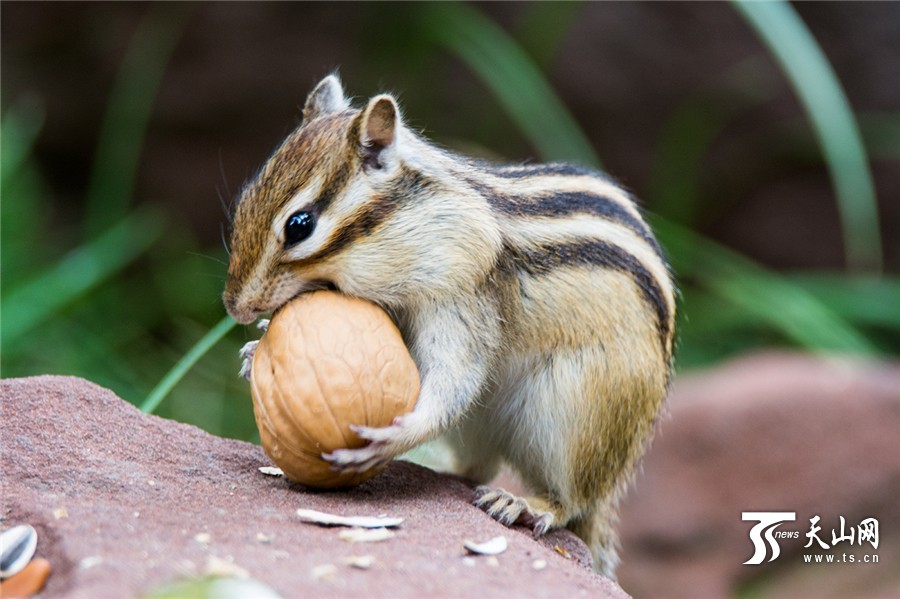 Lovely squirrels in the park