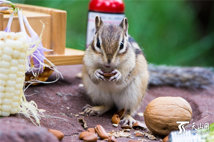 Lovely squirrels in the park