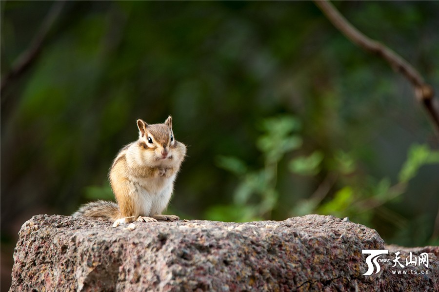 Lovely squirrels in the park