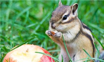 Lovely squirrels in the park