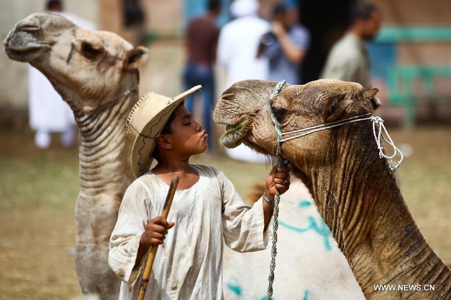 Glimpse of camel market in Cairo