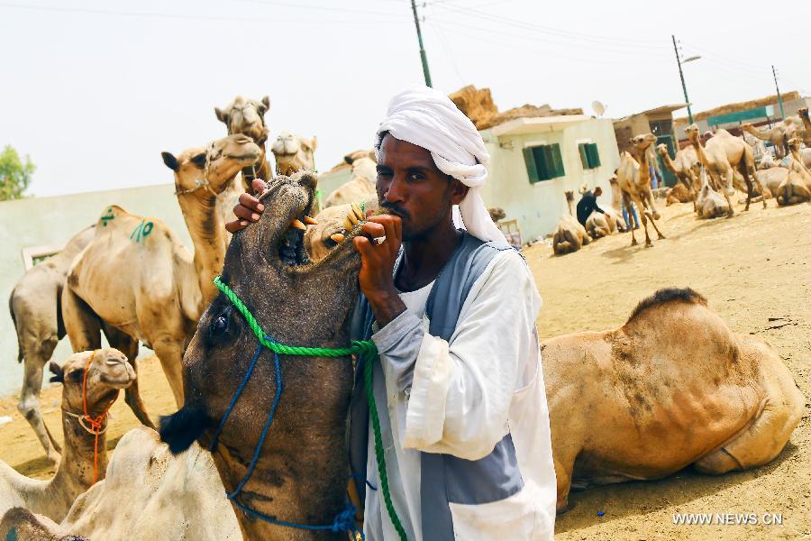 Glimpse of camel market in Cairo