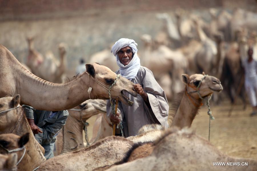 Glimpse of camel market in Cairo