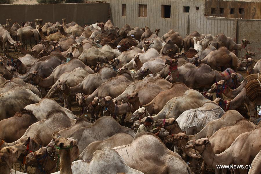 Glimpse of camel market in Cairo