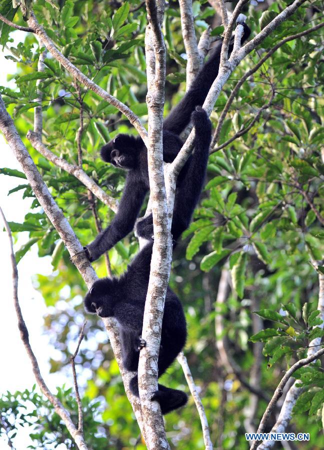 Daily life of Hainan gibbons