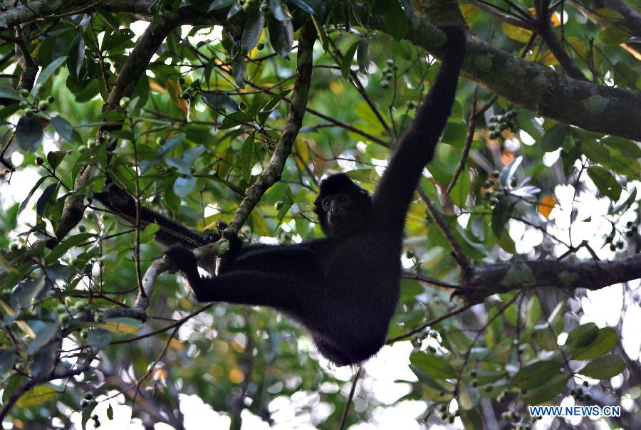 Daily life of Hainan gibbons