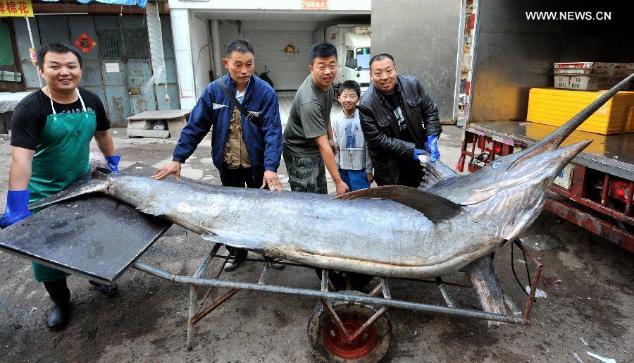 Fishermen catch 4.1-meter-long dorado in E China's Shandong