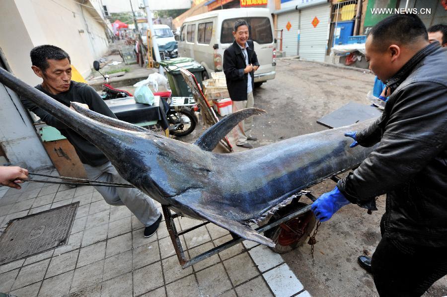 Fishermen catch 4.1-meter-long dorado in E China's Shandong