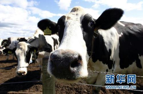 China's first GM cattle gives birth
