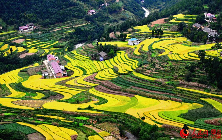 Shaanxi: Harvest is as beautiful as a picture