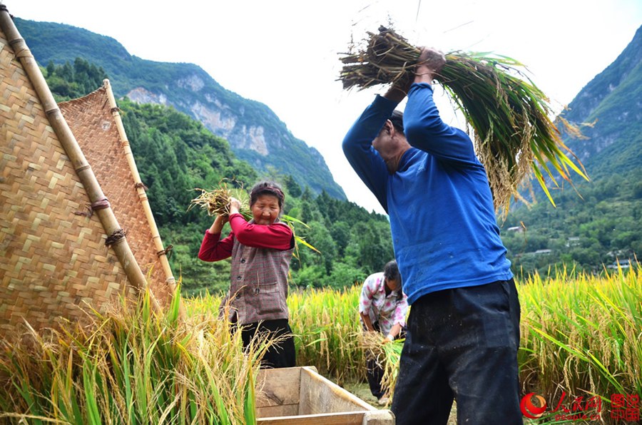 Shaanxi: Harvest is as beautiful as a picture