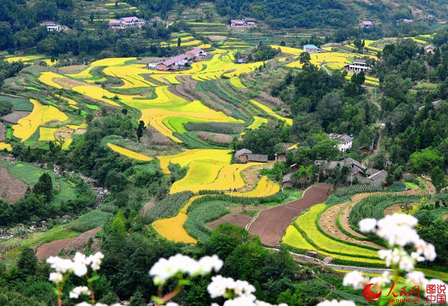 Shaanxi: Harvest is as beautiful as a picture