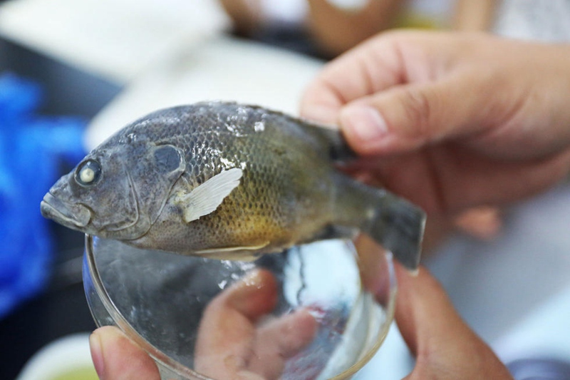 Invasive sunfish eat up native species in Anhui