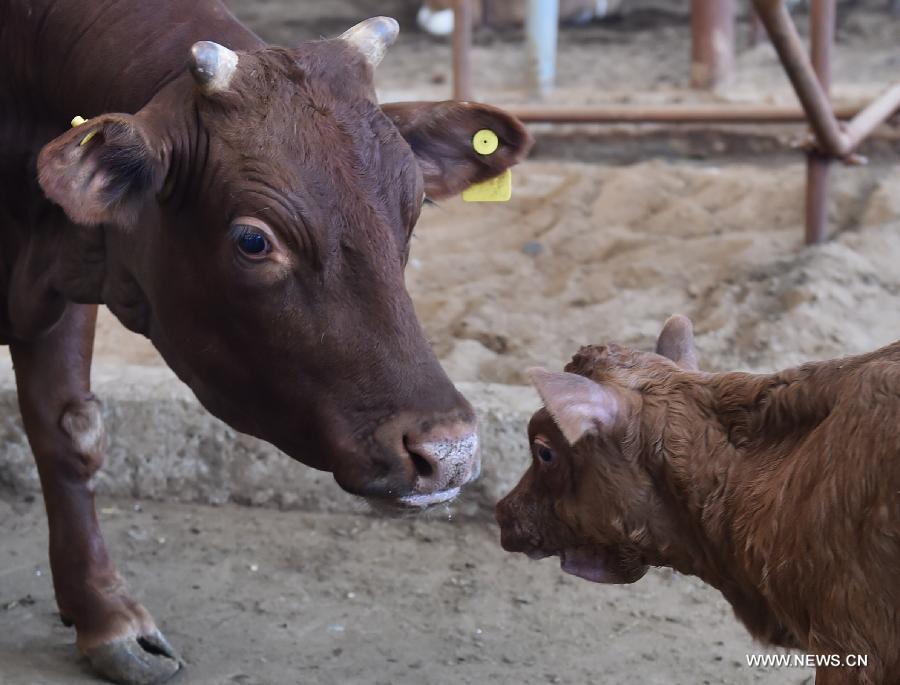 China's first transgenic cloned cow gives birth to healthy offspring 