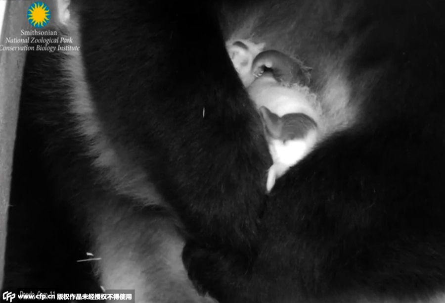 Photos of baby panda in Washington DC revealed