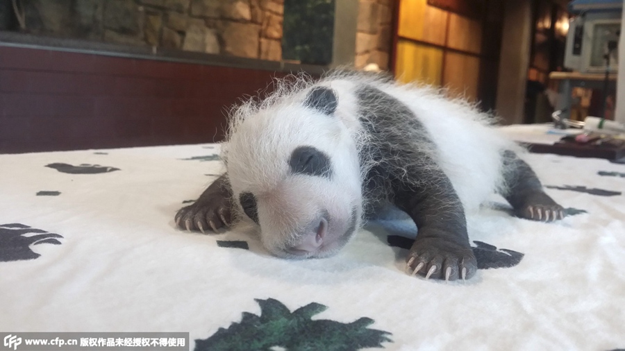 Photos of baby panda in Washington DC revealed