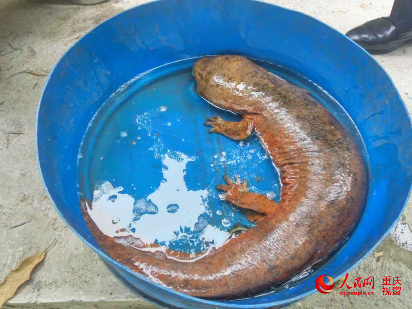 One-meter-long wild salamander caught in Chongqing
