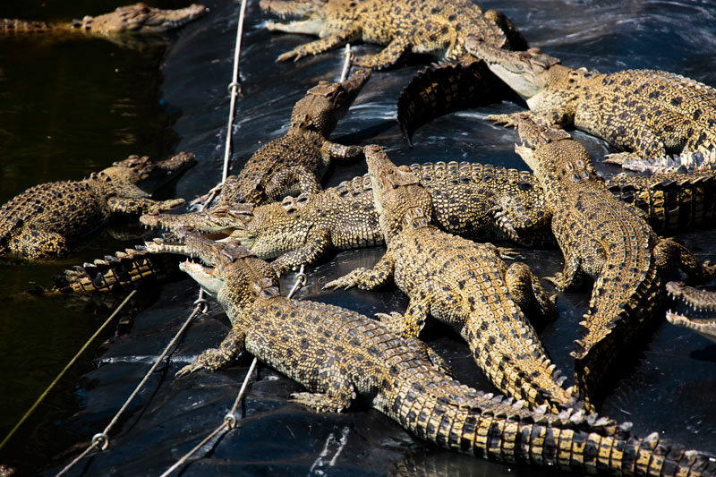 'Crocodile Party' in Australia: Darwin Crocodylus Park