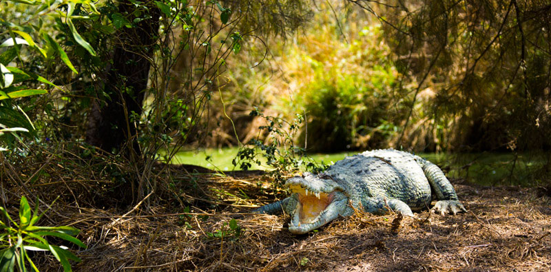 'Crocodile Party' in Australia: Darwin Crocodylus Park