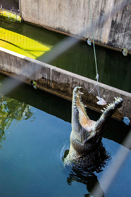 'Crocodile Party' in Australia: Darwin Crocodylus Park