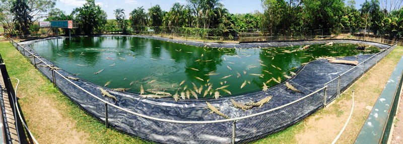 'Crocodile Party' in Australia: Darwin Crocodylus Park