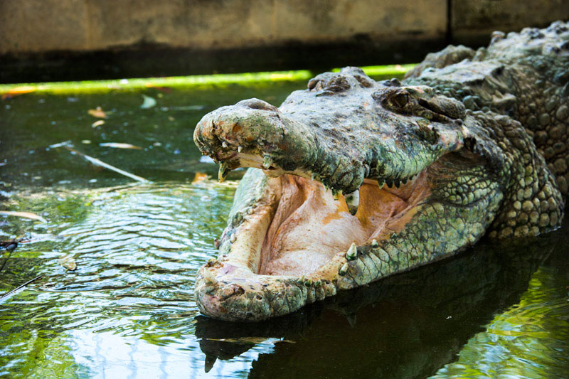 'Crocodile Party' in Australia: Darwin Crocodylus Park