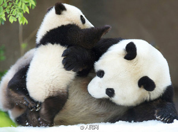 Do you like cute pandas?