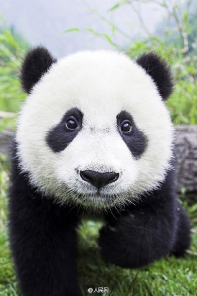 Do you like cute pandas?