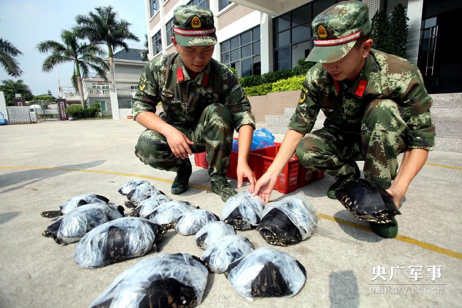 Police seizes 282 smuggled rare turtles in Shenzhen