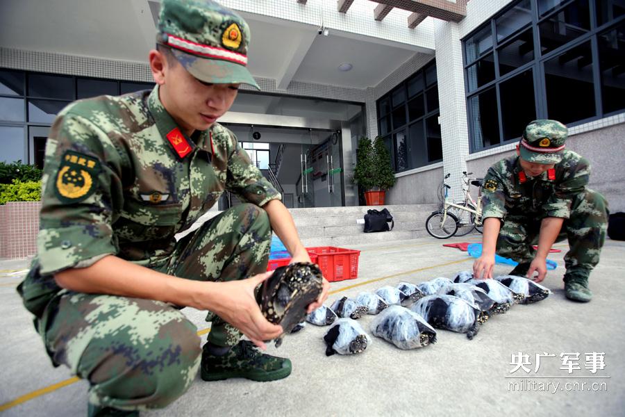 Police seizes 282 smuggled rare turtles in Shenzhen