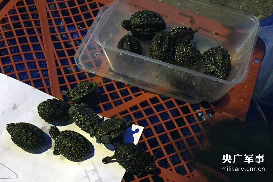 Police seizes 282 smuggled rare turtles in Shenzhen